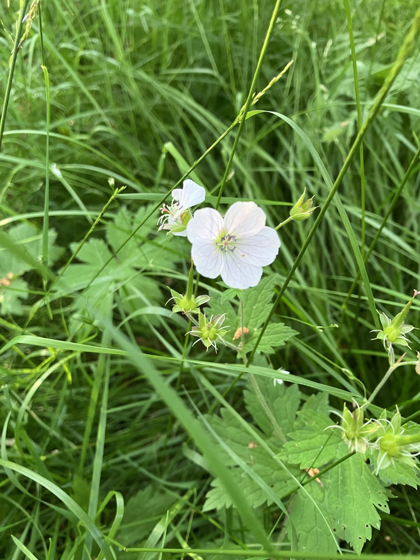 Valkoinen metsäkurjenpolvi: Hyväksyn itseni ja koen sisäistä, puhdasta rauhaa ja onnea.